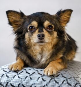 Tierfotografie-Fotoshooting